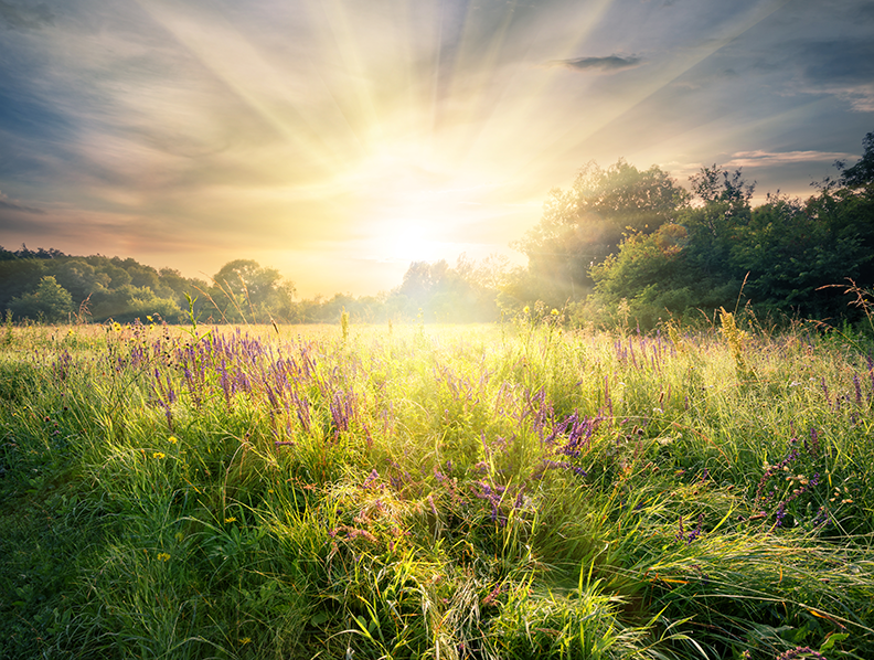 Lever de soleil dans un champ avec des fleurs sauvages mauves