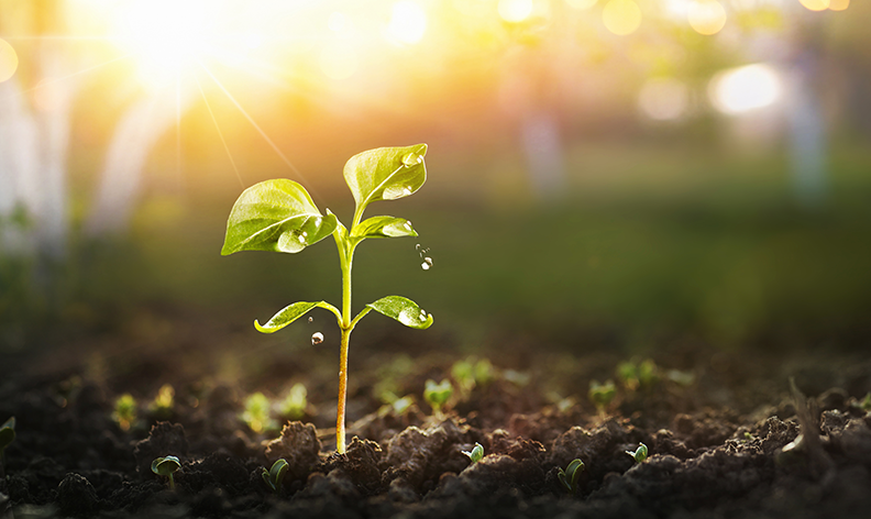 Petite plante verte sur la terre